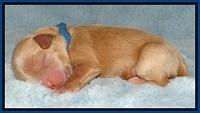 Macy Max newborn 21