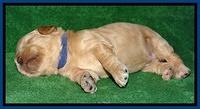 Macy Max pups 3 wks old 31