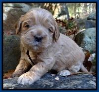 Macy Max pups 3 wks old 51