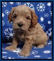 Macy Max pups 5wks old 71