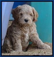 Macy Max pups 7 wks old 31