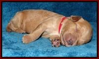 Macy Max pups 1 wk old 131
