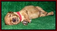 Macy Max pups 3 wks old 101