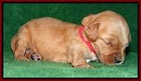 Macy Max pups 3 wks old 111