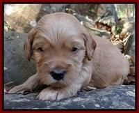 Macy Max pups 3 wks old 81