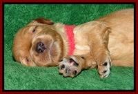 Macy Max pups 3 wks old 91