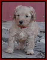 Macy Max pups 6 wks old 141