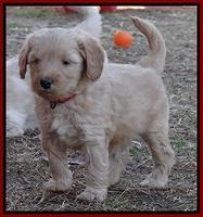 Macy Max pups 6 wks old 151
