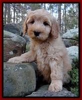Macy Max pups 8 wks old 19100