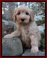 Macy Max pups 8 wks old 20100