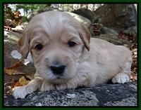 Macy Max pups 3 wks old 111