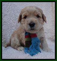 Macy Max pups 4 wks old 131