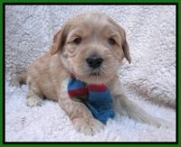 Macy Max pups 4 wks old 141