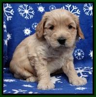 Macy Max pups 5wks old 101