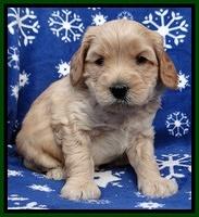 Macy Max pups 5wks old 111