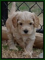 Macy Max pups 5wks old 121
