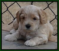 Macy Max pups 5wks old 131