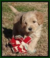 Macy Max pups 6 wks old 171