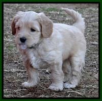 Macy Max pups 6 wks old 201