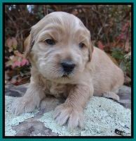 Macy Max pups 3 wks old 131