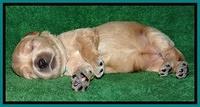 Macy Max pups 3 wks old 151