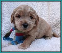 Macy Max pups 4 wks old 151