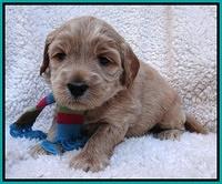 Macy Max pups 4 wks old 161
