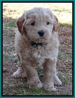 Macy Max pups 6 wks old 221