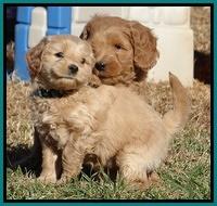 Macy Max pups 6 wks old 231