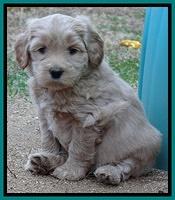 Macy Max pups 6 wks old 241