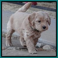 Macy Max pups 6 wks old 251