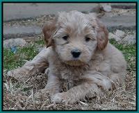 Macy Max pups 6 wks old 261