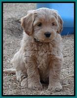 Macy Max pups 7 wks old 201