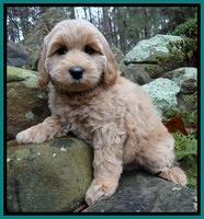 Macy Max pups 8 wks old 91
