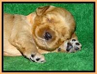 Macy Max pups 3 wks old 201