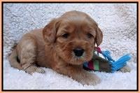 Macy Max pups 4 wks old 171