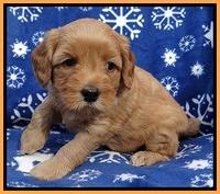 Macy Max pups 5wks old 181