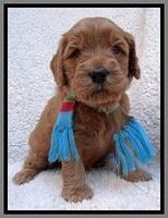 Macy Max pups 4 wks old 221