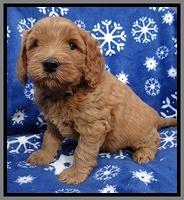 Macy Max pups 5wks old 231