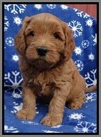 Macy Max pups 5wks old 241