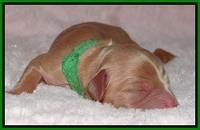 Macy Max newborn 191