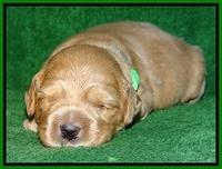 Macy Max pups 3 wks old 271