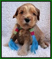 Macy Max pups 4 wks old 241