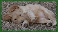 Macy Max pups 7 wks old 282