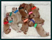 Macy Max newvorn puppy pix 41