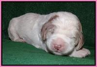 Dawn Rugby pups 2 wks old 11