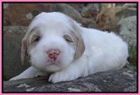 Dawn Rugby pups 3 wks old 31