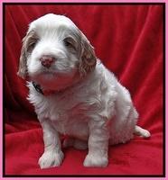 Dawn Rugby pups 4 wks old 11