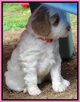 Dawn Rugby pups 5 wks old 11