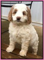 Dawn Rugby pups 7 wks old 3100